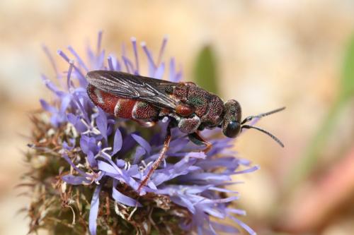 Parnopes grandior